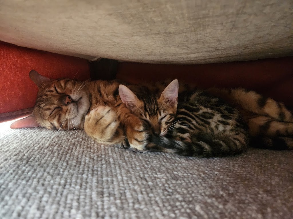 Lecruz Bengals: Registered Breeder In Australia | Minto Rd, Minto NSW 2566, Australia | Phone: 0481 200 229