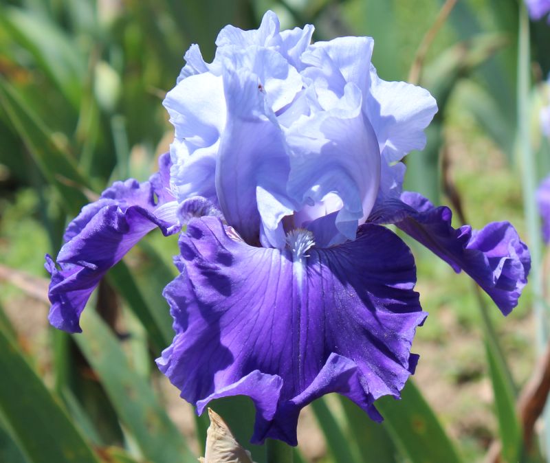 Ferndale Iris And Daylily Nursery |  | 85 Caloola Rd, Newbridge NSW 2795, Australia | 0263681058 OR +61 2 6368 1058