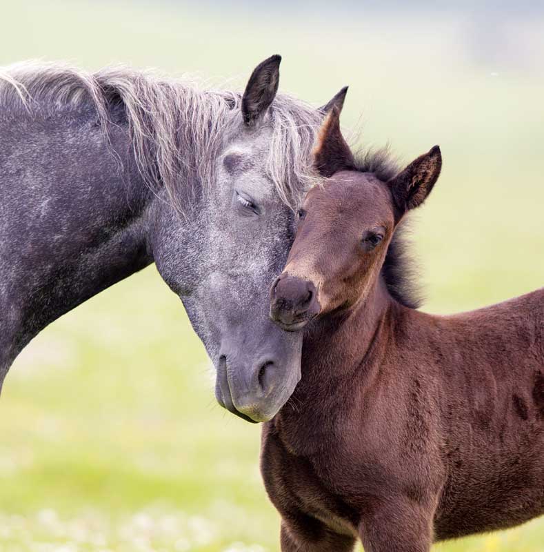 Goondiwindi & District Veterinary Services Horse Unit | 41 Glasser St, Goondiwindi QLD 4390, Australia | Phone: (07) 4671 3405