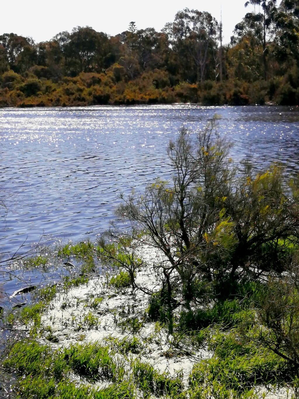 Booragoon Lake Reserve | 500 Leach Hwy, Booragoon WA 6154, Australia | Phone: (08) 9364 0666