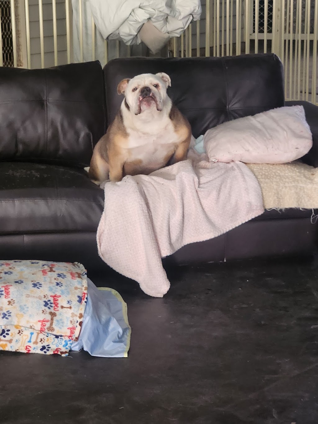 Pawsforabreak | 618 Kline St, Canadian VIC 3350, Australia | Phone: 0409 457 545