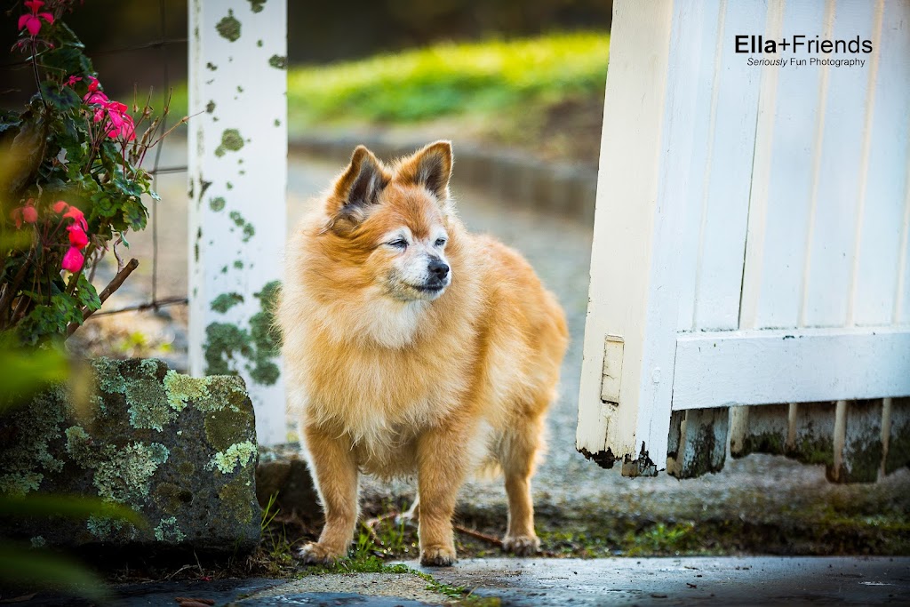 Ella+Friends Dog Photography | 8-12 Cass Ave, Croydon VIC 3136, Australia | Phone: (03) 9095 8200