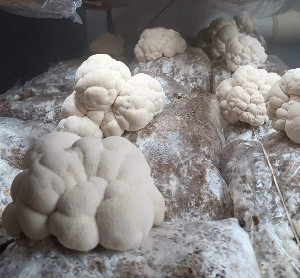 MindRise / EarthRising Mushroom Farm | Cataract St, Lawson NSW 2783, Australia | Phone: 0452 403 790