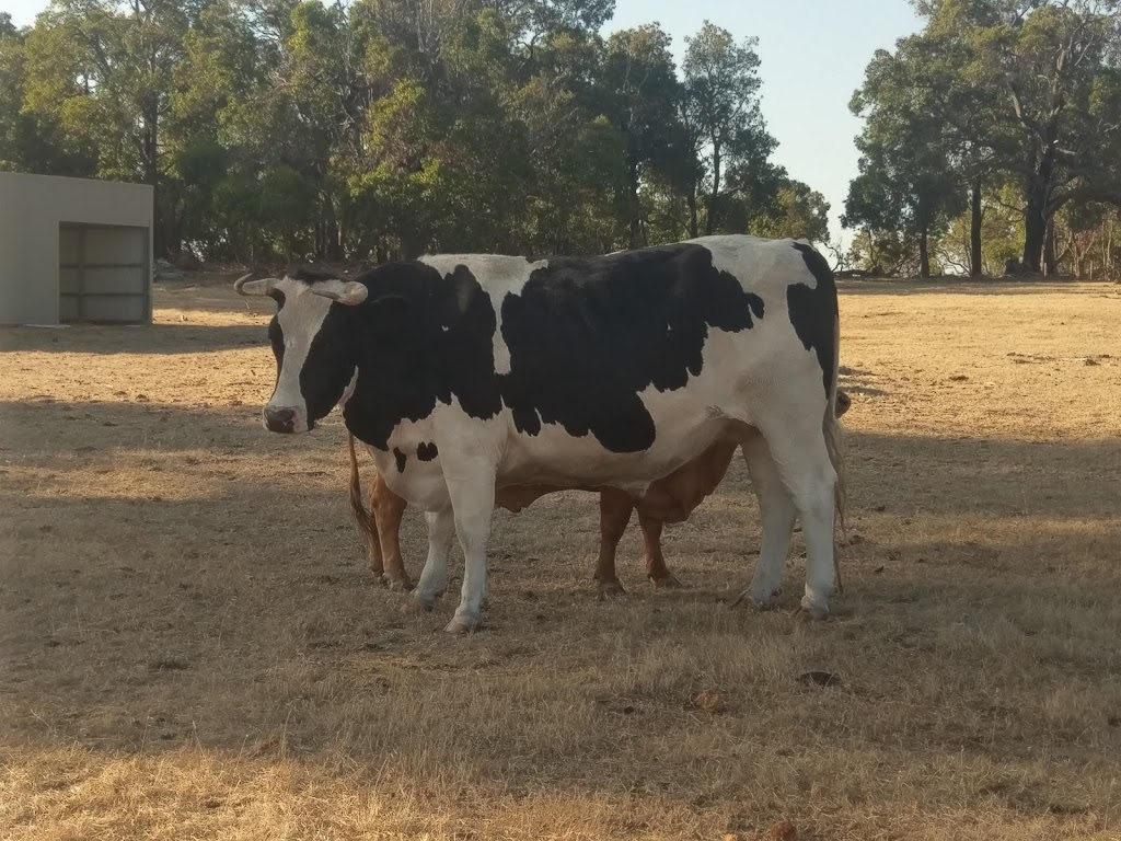 Happy Hooves Farm Sanctuary | 405 Clenton Rd, Gidgegannup WA 6083, Australia | Phone: 0439 976 921