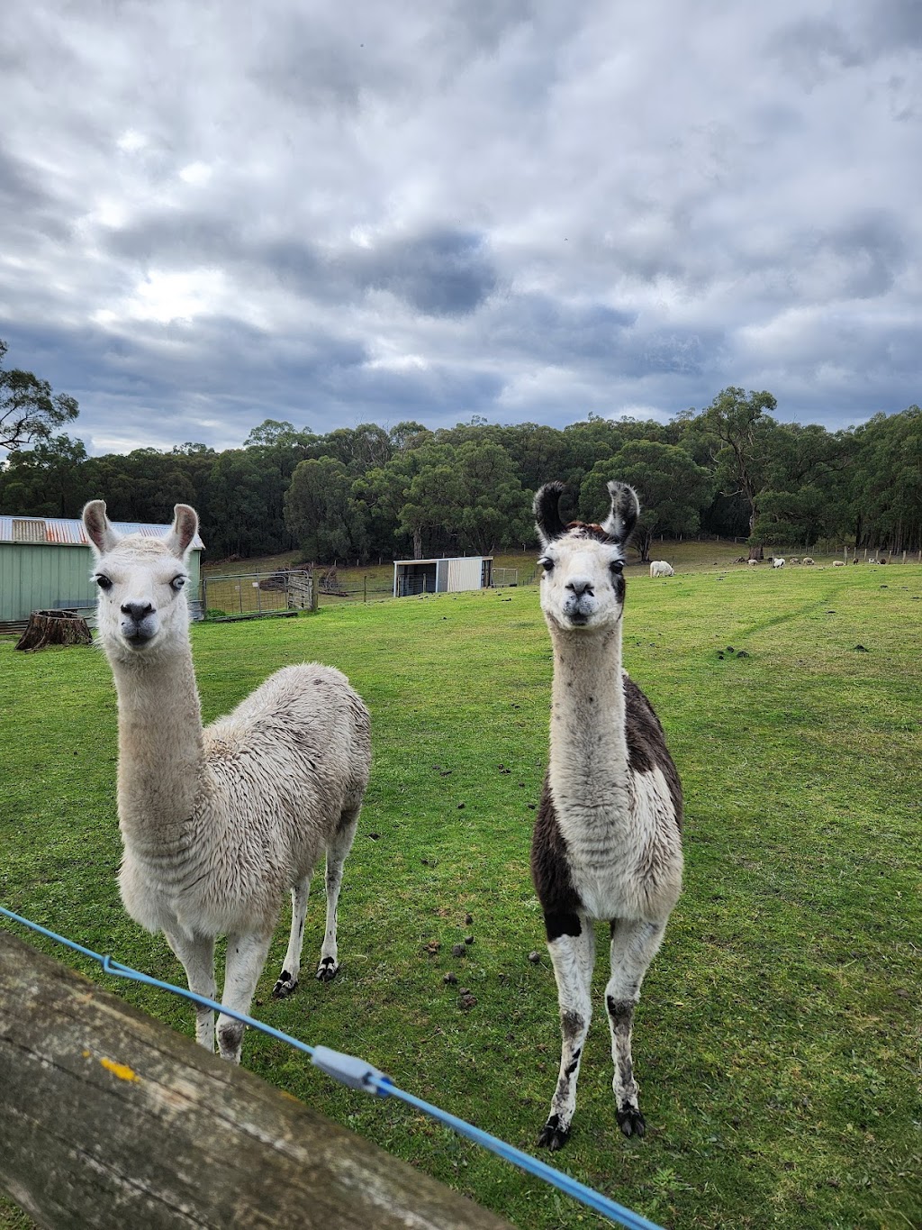 Woori Yallock Therapy Farm | 205 Owens Rd, Woori Yallock VIC 3139, Australia | Phone: 0411 271 418