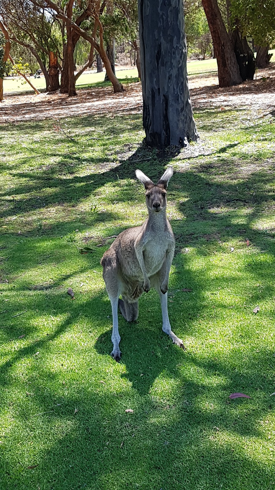 Bunbury Golf Club | 1 Lucy Victoria Ave, Australind WA 6233, Australia | Phone: (08) 9725 1231