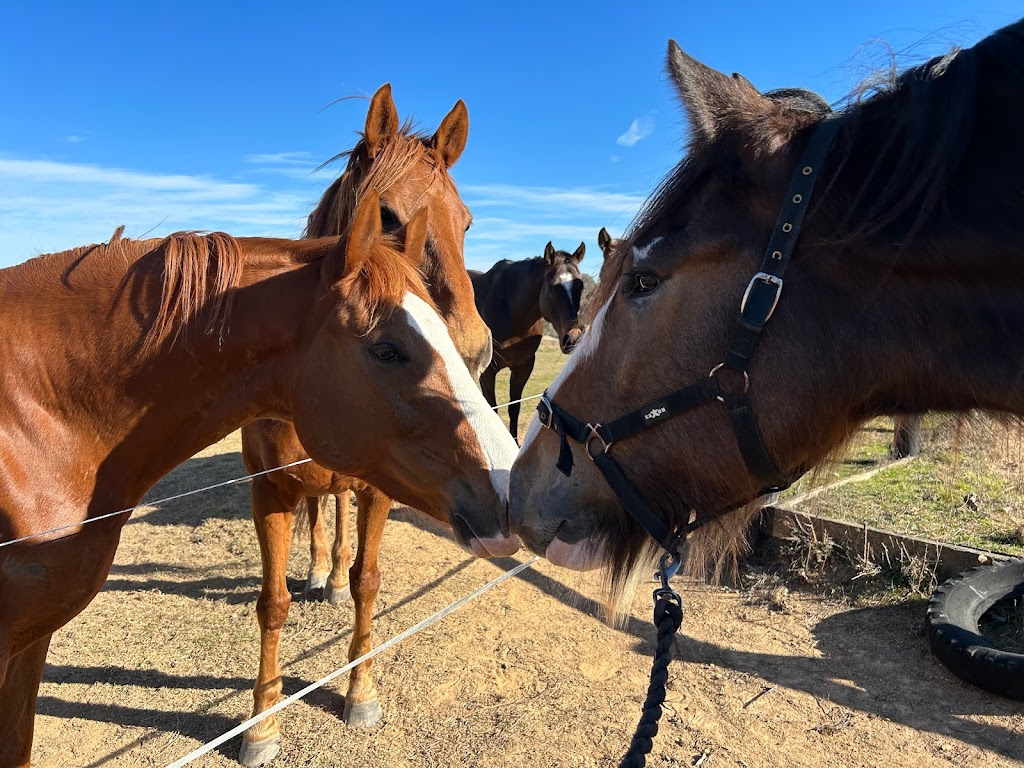 Pearson Equine | 514 Middle Arm Rd, Goulburn NSW 2580, Australia | Phone: 0403 733 125