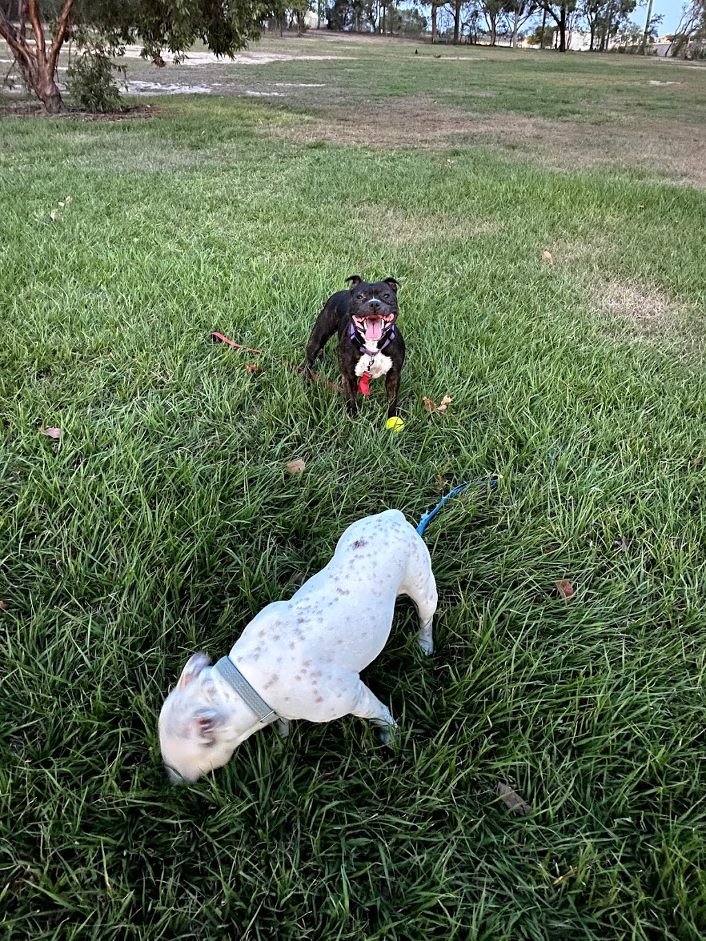 Bradbury Park Dog Off-Leash Area | park | Kedron QLD 4031, Australia