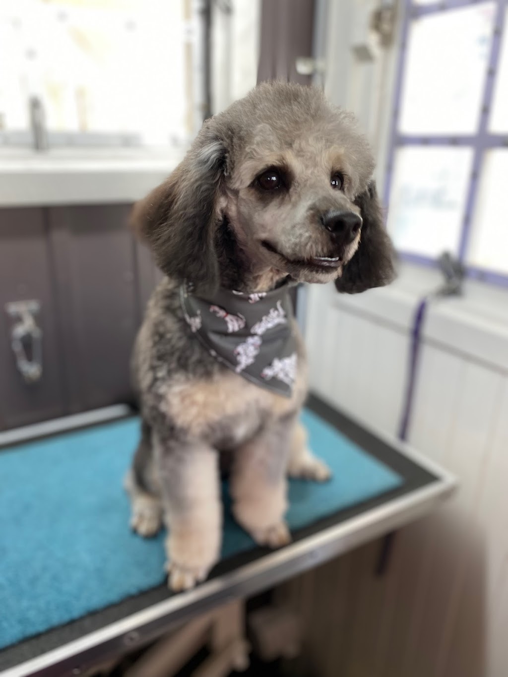 Bubbles n Bows dog wash and grooming |  | 161 Macquarie Ave, Cessnock NSW 2325, Australia | 0404493466 OR +61 404 493 466
