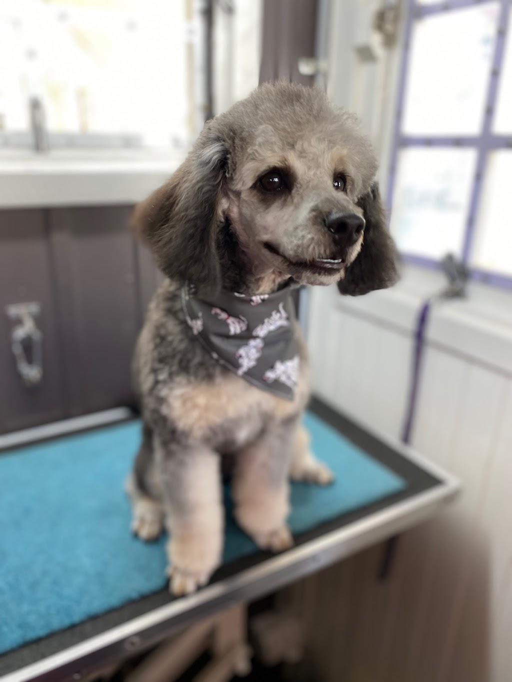 Bubbles n Bows dog wash and grooming | 161 Macquarie Ave, Cessnock NSW 2325, Australia | Phone: 0404 493 466