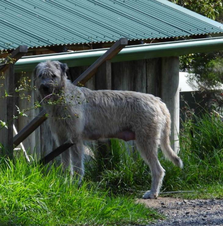 Narira Wolfhounds | 9914 Princes Hwy, Cobargo NSW 2550, Australia | Phone: 0449 902 999