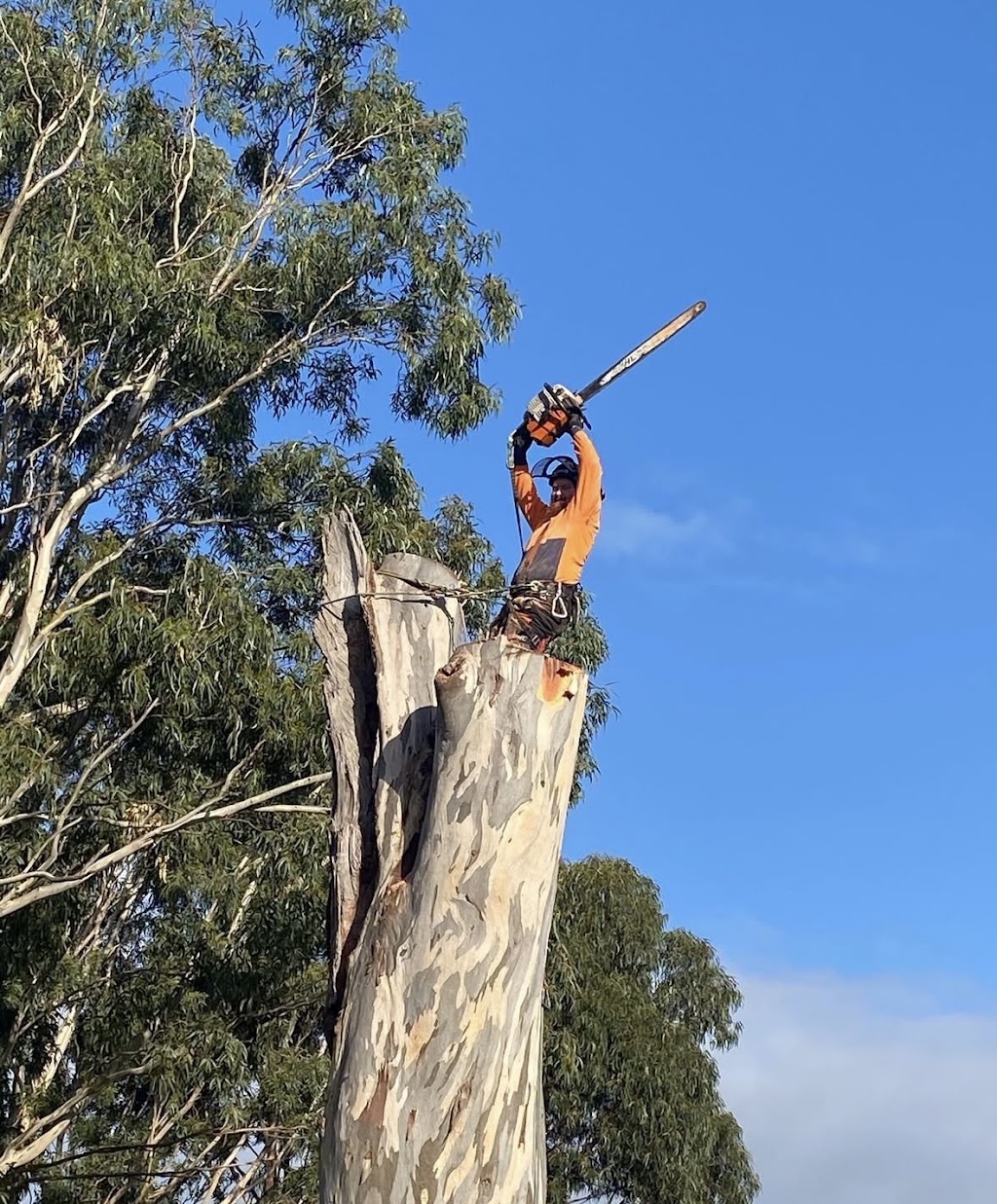 Pat’s Timber and Tree Services | 40 Ridge Bvd, Yinnar VIC 3869, Australia | Phone: 0468 939 833