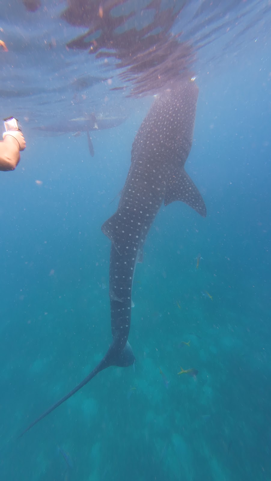 Warrior Dive Adventure | 12 Mimosa St, Woodford QLD 4514, Australia | Phone: 0432 247 549