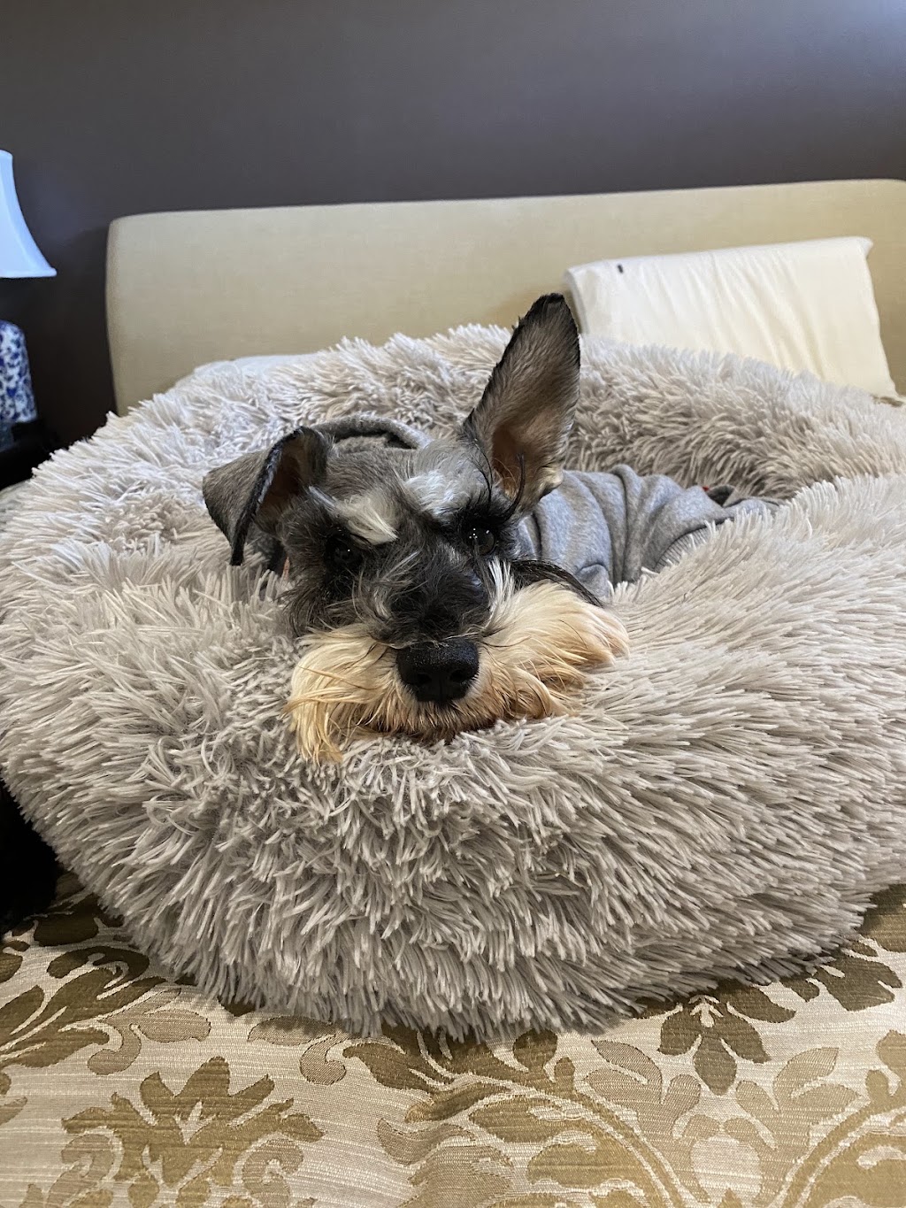 Oodles Of Fun Dog Boarding and Day Care | Mount Hutton NSW 2290, Australia | Phone: 0407 142 123