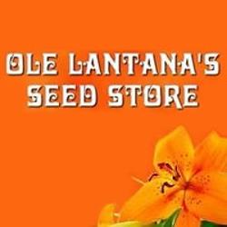Ole Lantana Seeds | 305 MacKenzie St, Centenary Heights QLD 4350, Australia | Phone: (07) 4635 3174