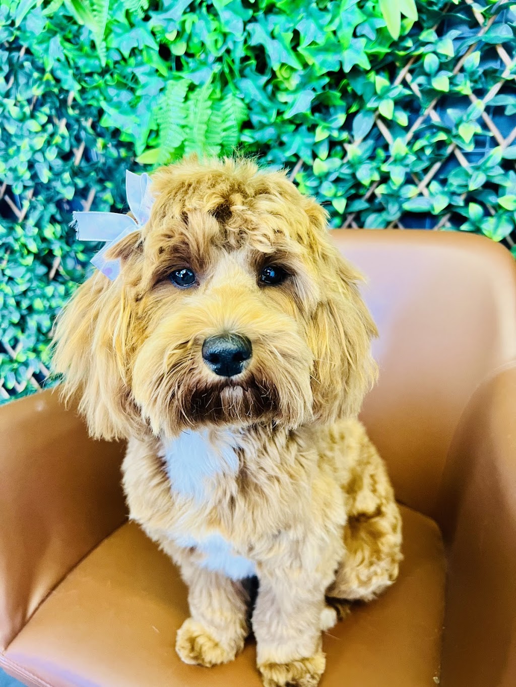 McKinnons Dogwash & Grooming | 32 Hoddle St, Robertson NSW 2577, Australia | Phone: 0434 892 844