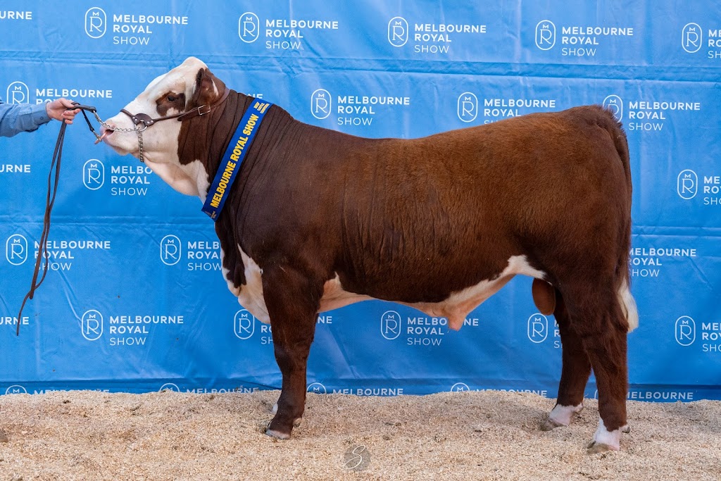 Wanrua Poll Herefords | 169 Websters Rd, Newry VIC 3859, Australia | Phone: 0408 451 392