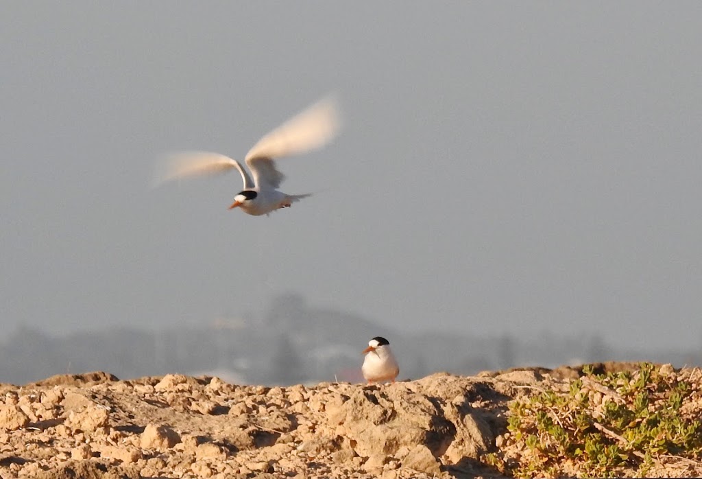 Mandurah Fairy Tern Sanctuary | Mandurah WA 6210, Australia