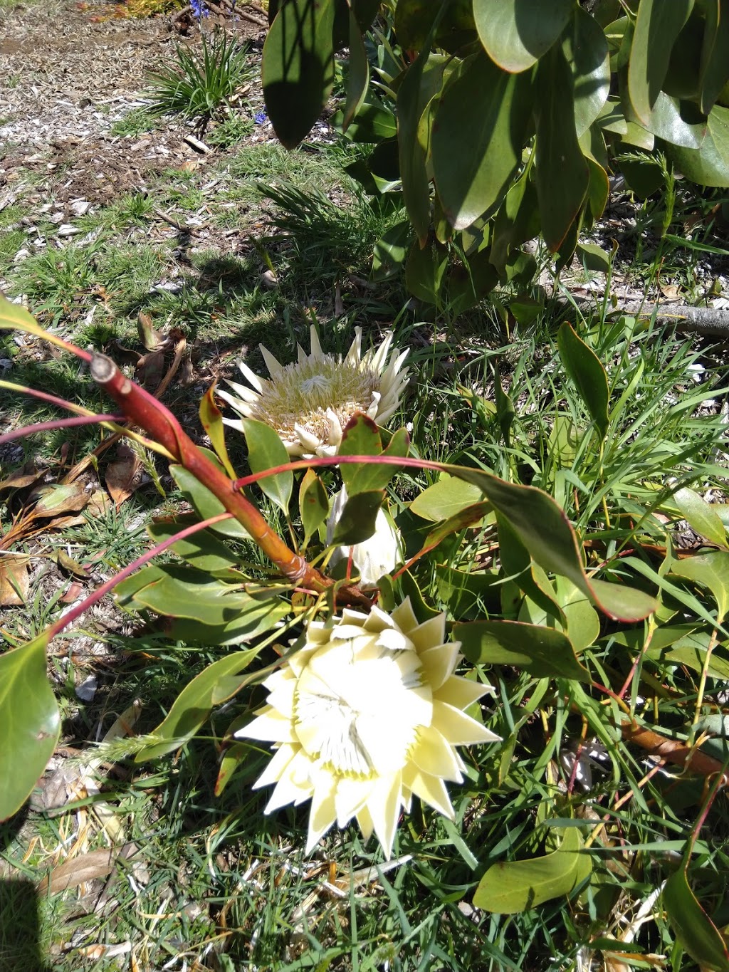 Ferny Creek Ornamental Gardens Reserve | park | Sassafras VIC 3787, Australia