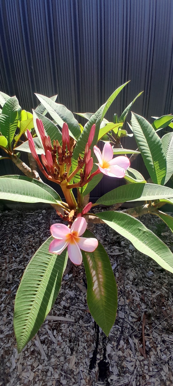 AWABAKAL NURSERY and Landscaping Services | 21 Mimosa Rd, Budgewoi NSW 2262, Australia | Phone: 0488 684 150