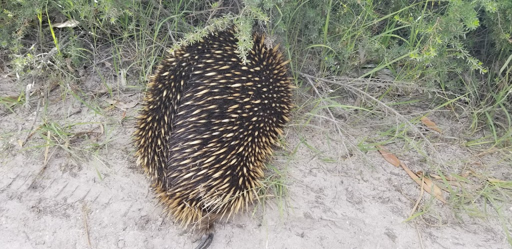 Red Bluff Coastal Reserve | Yanakie VIC 3960, Australia