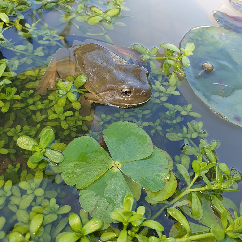 Doonan Valley Garden Centre |  | 791 Eumundi Noosa Rd, Doonan QLD 4562, Australia | 0754711590 OR +61 7 5471 1590