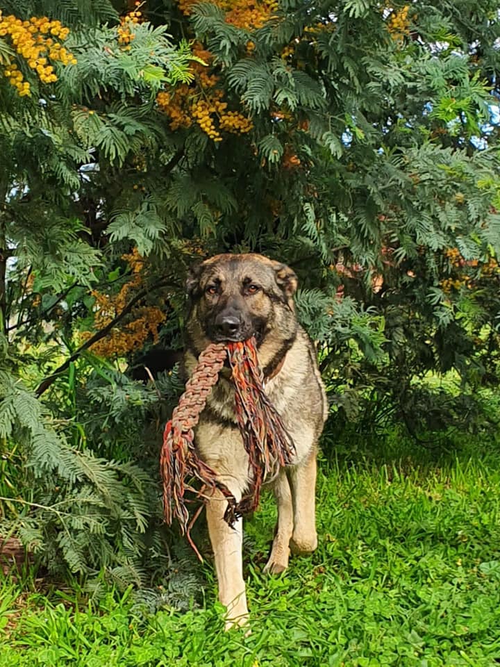 Corowa Boarding Kennels & Cattery | 1390 Spring Dr, Collendina NSW 2646, Australia | Phone: (02) 6033 5661