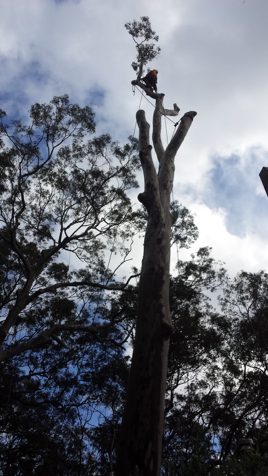 Kingdoms Tree Care | 24 Fairway Dr, Terrigal NSW 2260, Australia | Phone: 0418 432 319