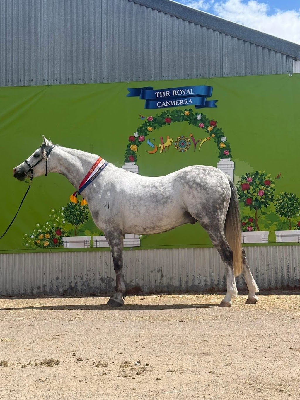 M & L Equestrian | 1171 Nowra Rd, Fitzroy Falls NSW 2577, Australia | Phone: 0402 218 470