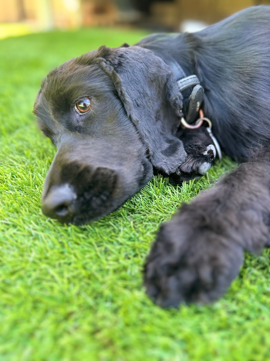 Paw and Order Dog Grooming Studio | 81 Sturt St, Mulwala NSW 2647, Australia | Phone: 0438 788 845 Paw and Order Dog Grooming Studio | 81 Sturt St, Mulwala NSW 2647, Australia | Phone: 0438 788 845