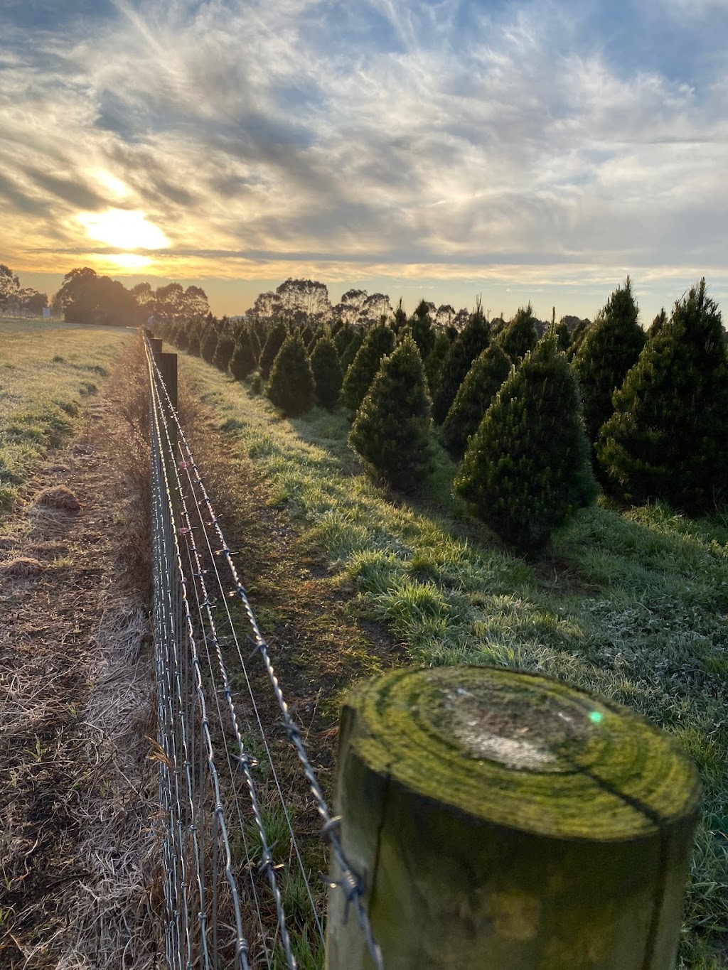 Evergreen Christmas Tree Farm |  | 240 Thames Promenade, Bangholme VIC 3175, Australia | 0400402932 OR +61 400 402 932