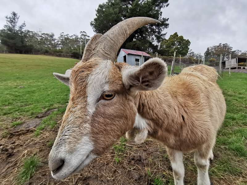 Brightside Farm Sanctuary | 8121 Channel Hwy, Cygnet TAS 7112, Australia | Phone: 0408 658 356