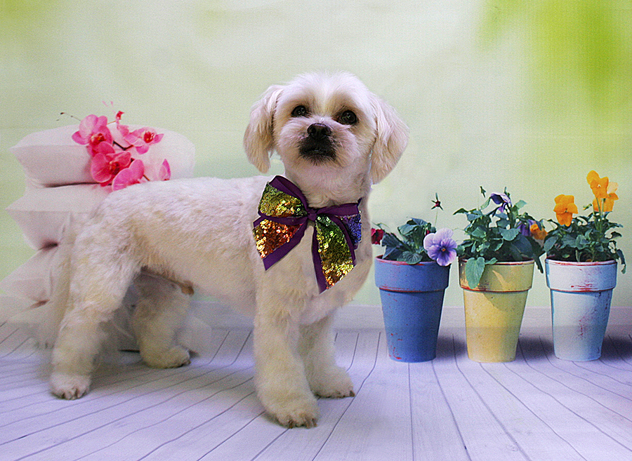 In The Pink Dog Grooming Salon | 279 Cathedral Ln, Taggerty VIC 3714, Australia | Phone: (03) 5774 7242