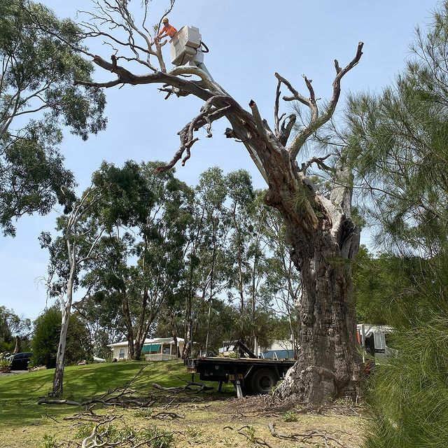 Adelaide Arborists | 4/33 Waddikee Rd, Lonsdale SA 5160, Australia | Phone: 0450 460 123