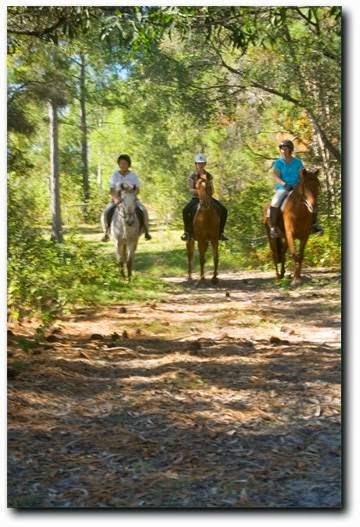 Dove Haven Equestrian Park | 1532 Waterford Tamborine Rd, Logan Village QLD 4207, Australia | Phone: 0402 992 115