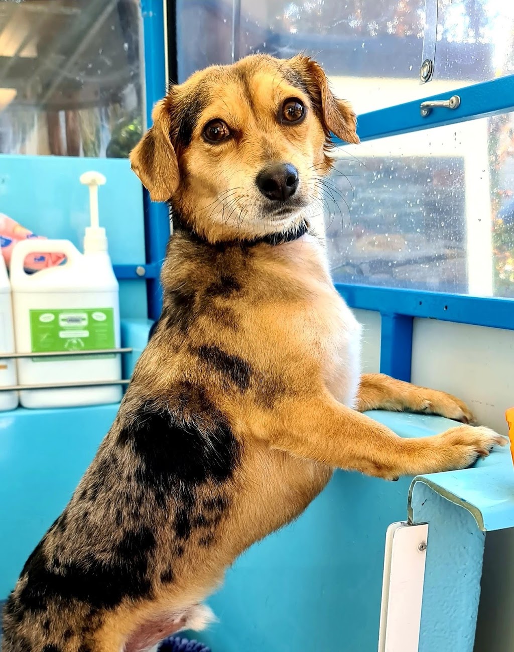 Aussie Pooch Mobile Dog Wash Palmyra | 3/40 S Beach Promenade, South Fremantle WA 6162, Australia | Phone: 1300 369 369