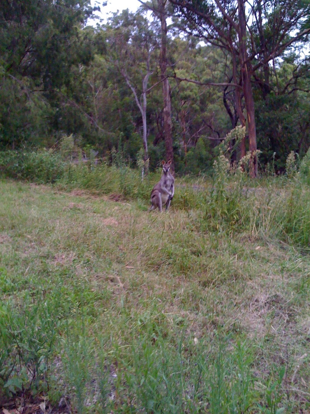 Lamington National Park - Green Mountains Section | Lamington National Park Rd, Binna Burra QLD 4211, Australia