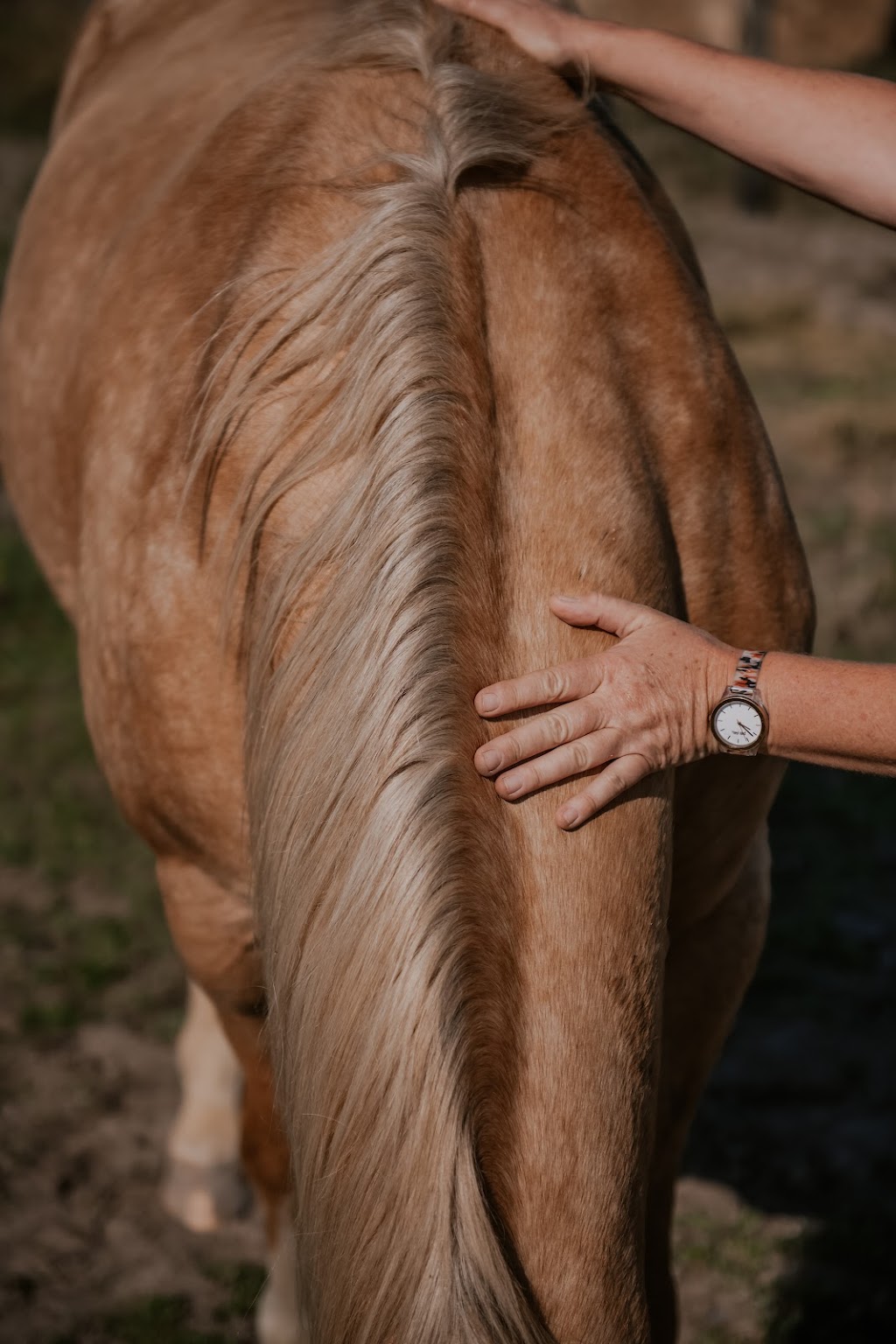 Cardinia Equine Assisted Counselling | 1070 Caldermeade Rd, Catani VIC 3981, Australia | Phone: 0421 343 745