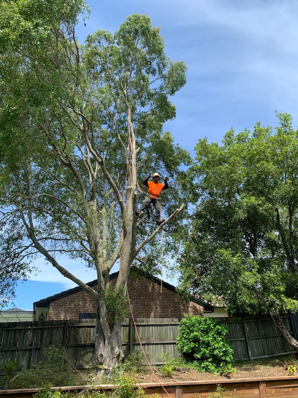 Sunny coast tree Contractors | 465 Eumundi Range Rd, Eumundi QLD 4562, Australia | Phone: 0422 936 005