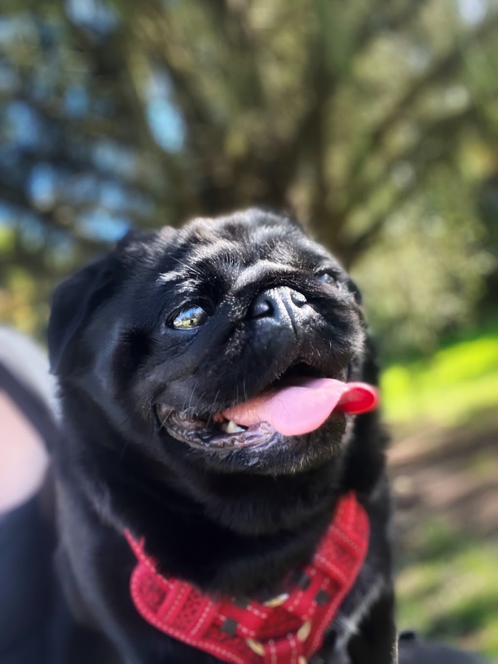 Maple Gardens Pet Sitting | 62 Glenburnie Ave, Heathcote Junction VIC 3758, Australia | Phone: 0430 497 420