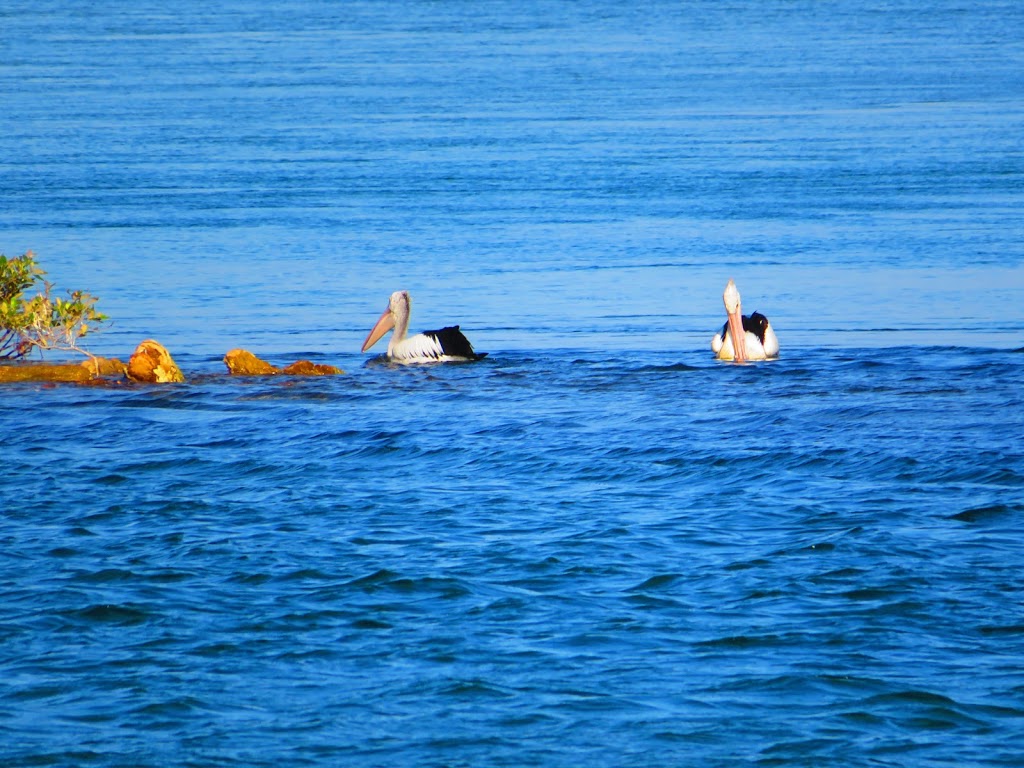 Foreshore Caravan Park | 25 Riverside Dr, Nambucca Heads NSW 2448, Australia | Phone: (02) 6568 6014