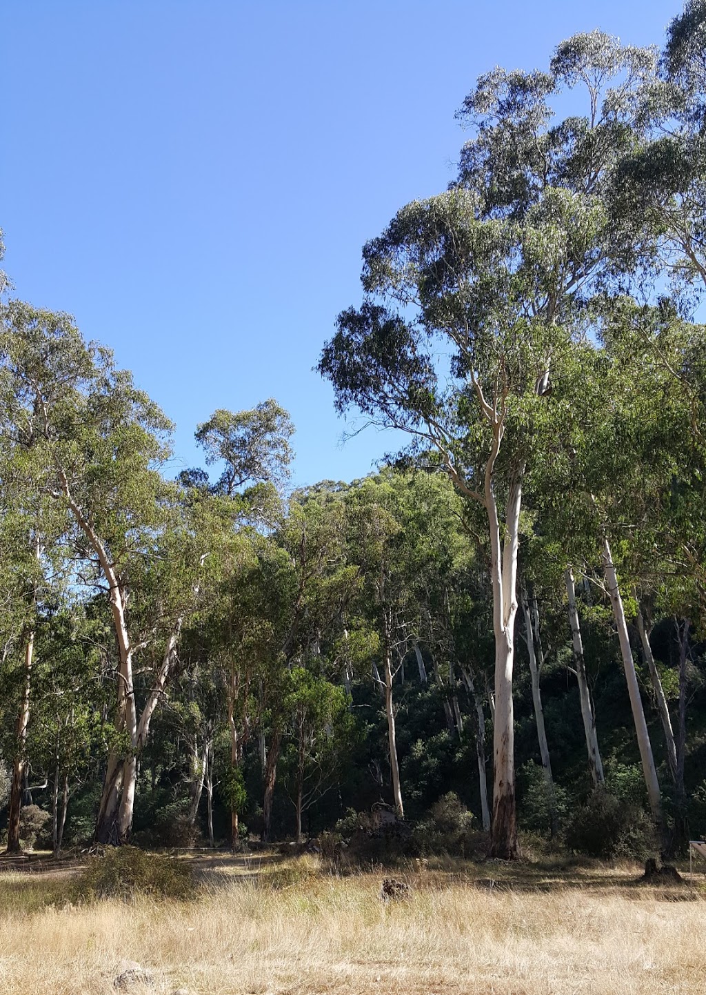 Bindaree Hut camping area | Upper Howqua Rd, Mount Buller VIC 3723, Australia