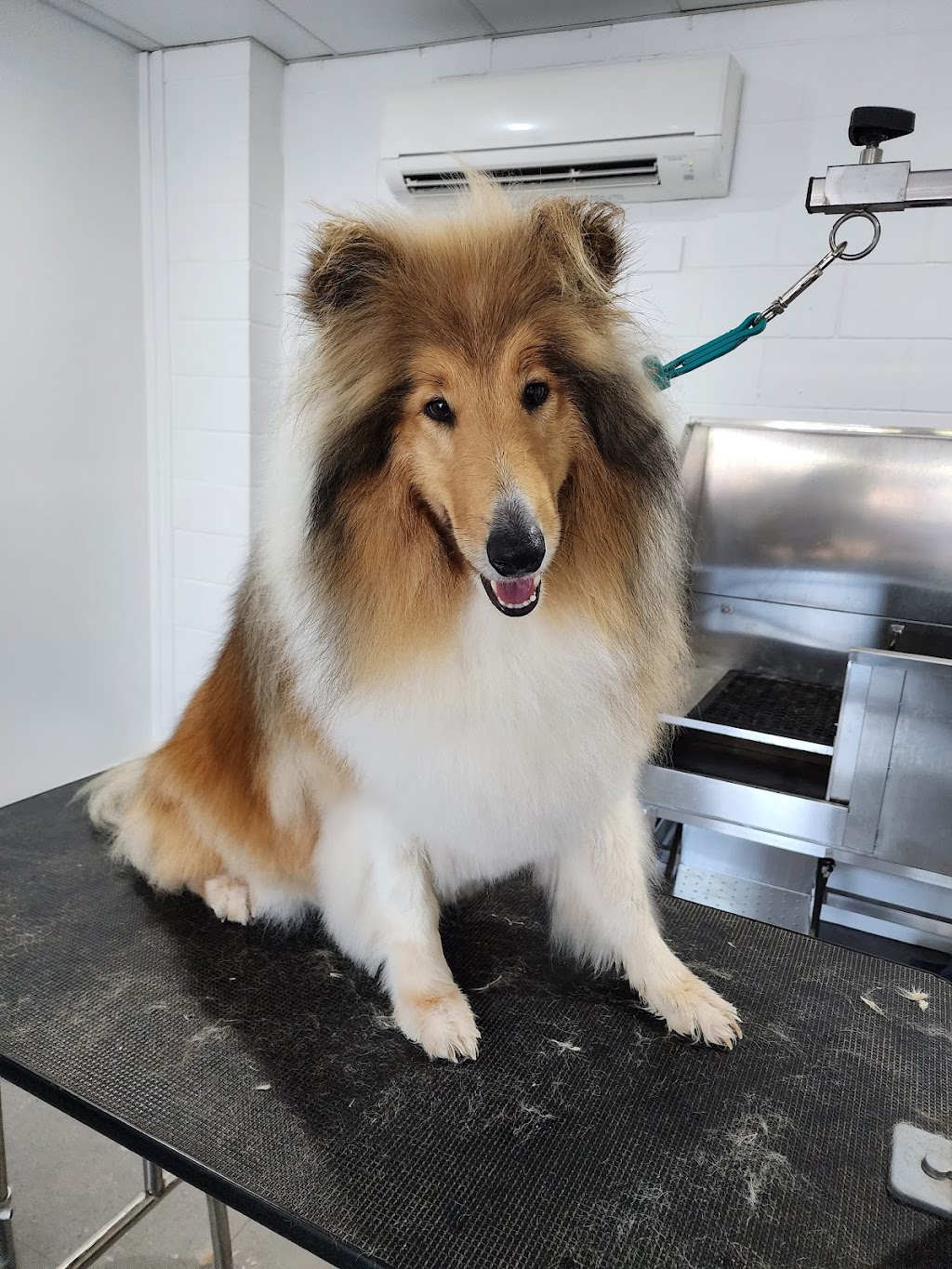 Picture Perfect Pets | shop 10 4/8 Walters St, Lowood QLD 4311, Australia | Phone: 0481 156 155