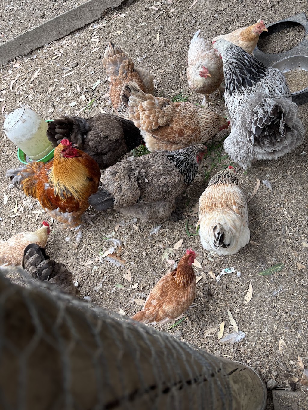 Yangs farm | 308 Steels Creek Rd, Yarra Glen VIC 3775, Australia | Phone: 0420 469 979