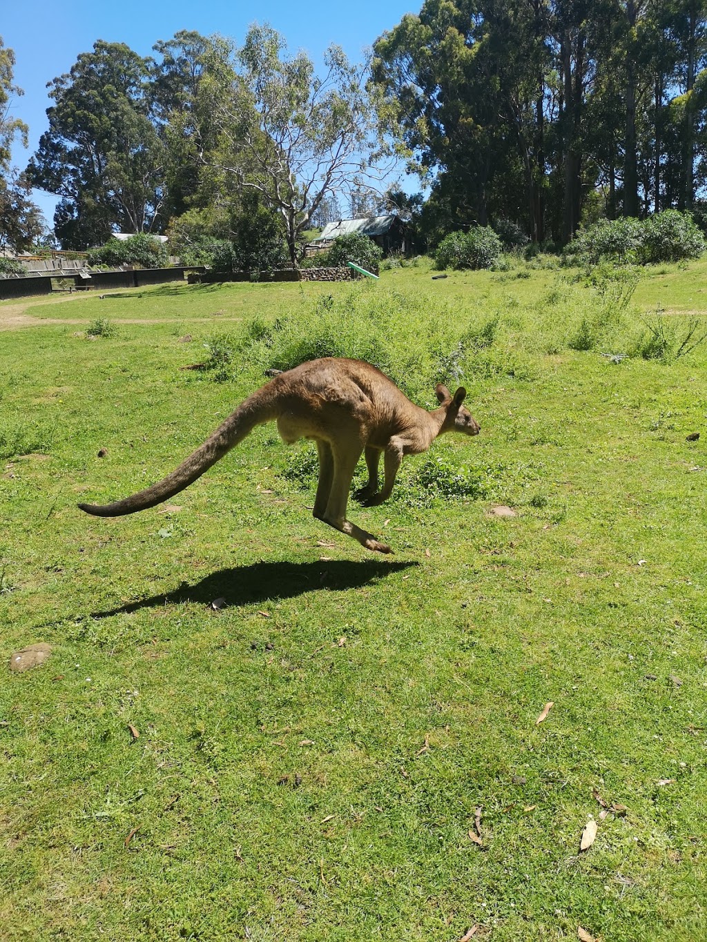 Trowunna Wildlife Sanctuary | 1892 Mole Creek Rd, Mole Creek TAS 7304, Australia | Phone: (03) 6363 6162