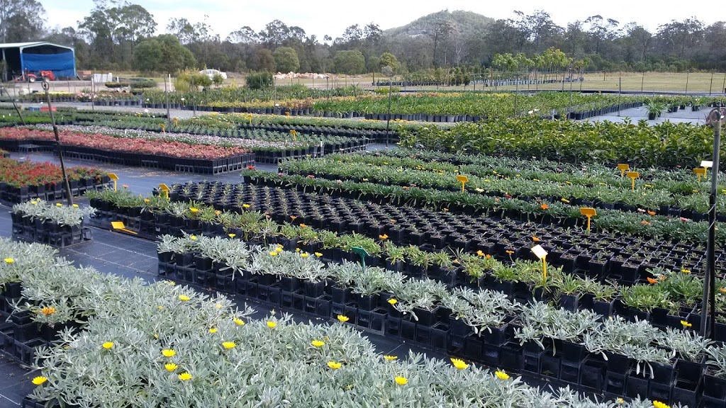 Antz Plants |  | 67 Alberton Rd, Alberton QLD 4207, Australia | 0738073571 OR +61 7 3807 3571
