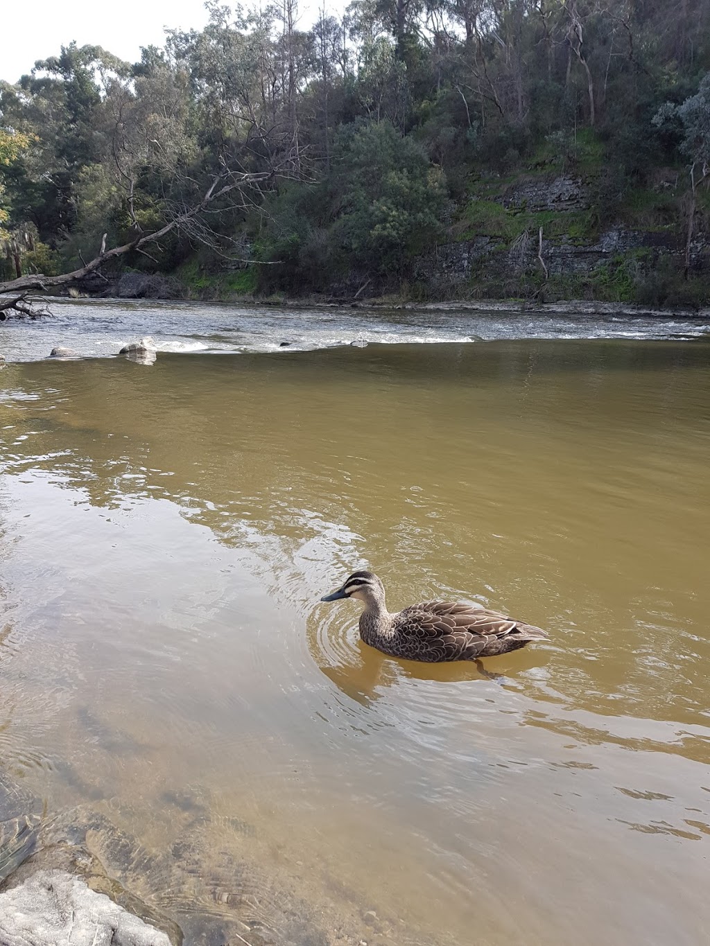 Warrandyte State Park | Pound Bend Rd, Warrandyte VIC 3113, Australia | Phone: 13 19 63