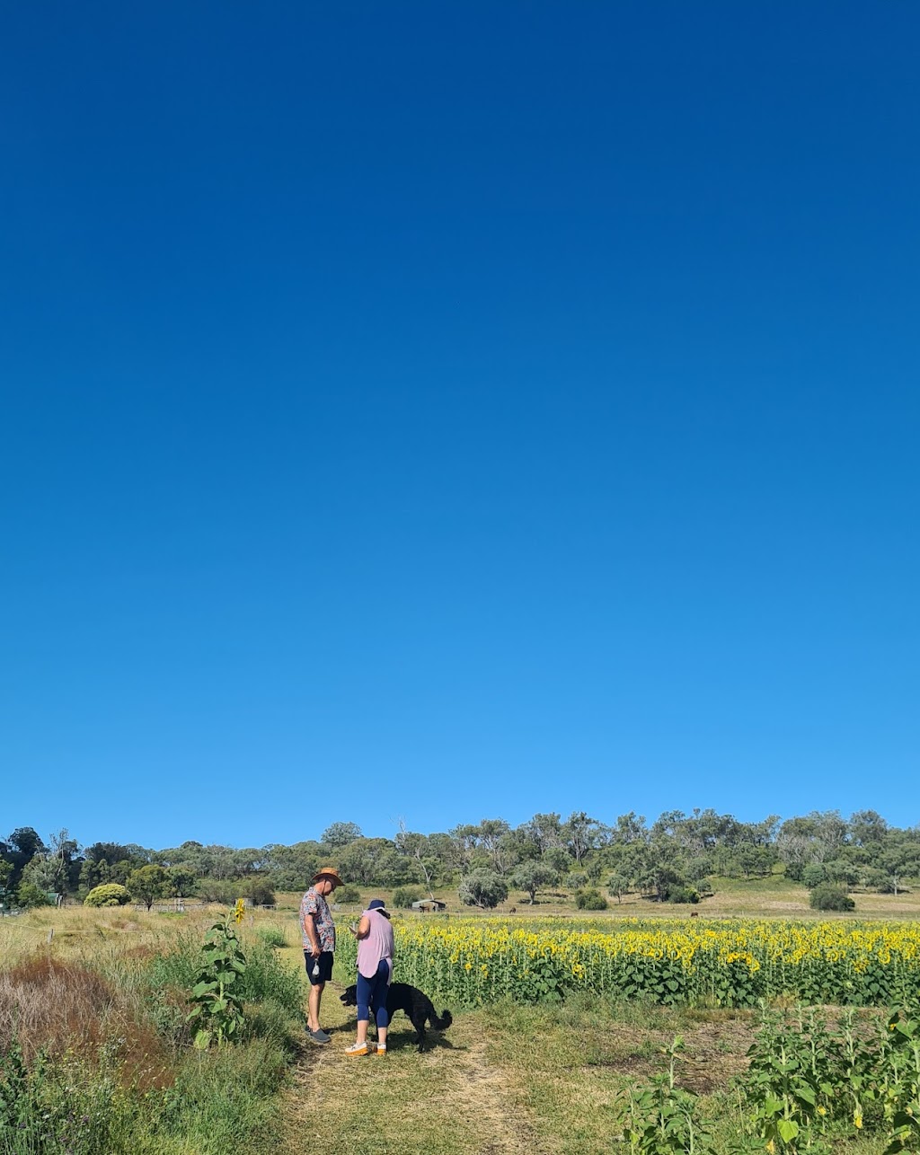 Warraba Sunflowers | 439 Mcnallys Rd, Cambooya QLD 4358, Australia | Phone: 0475 389 305