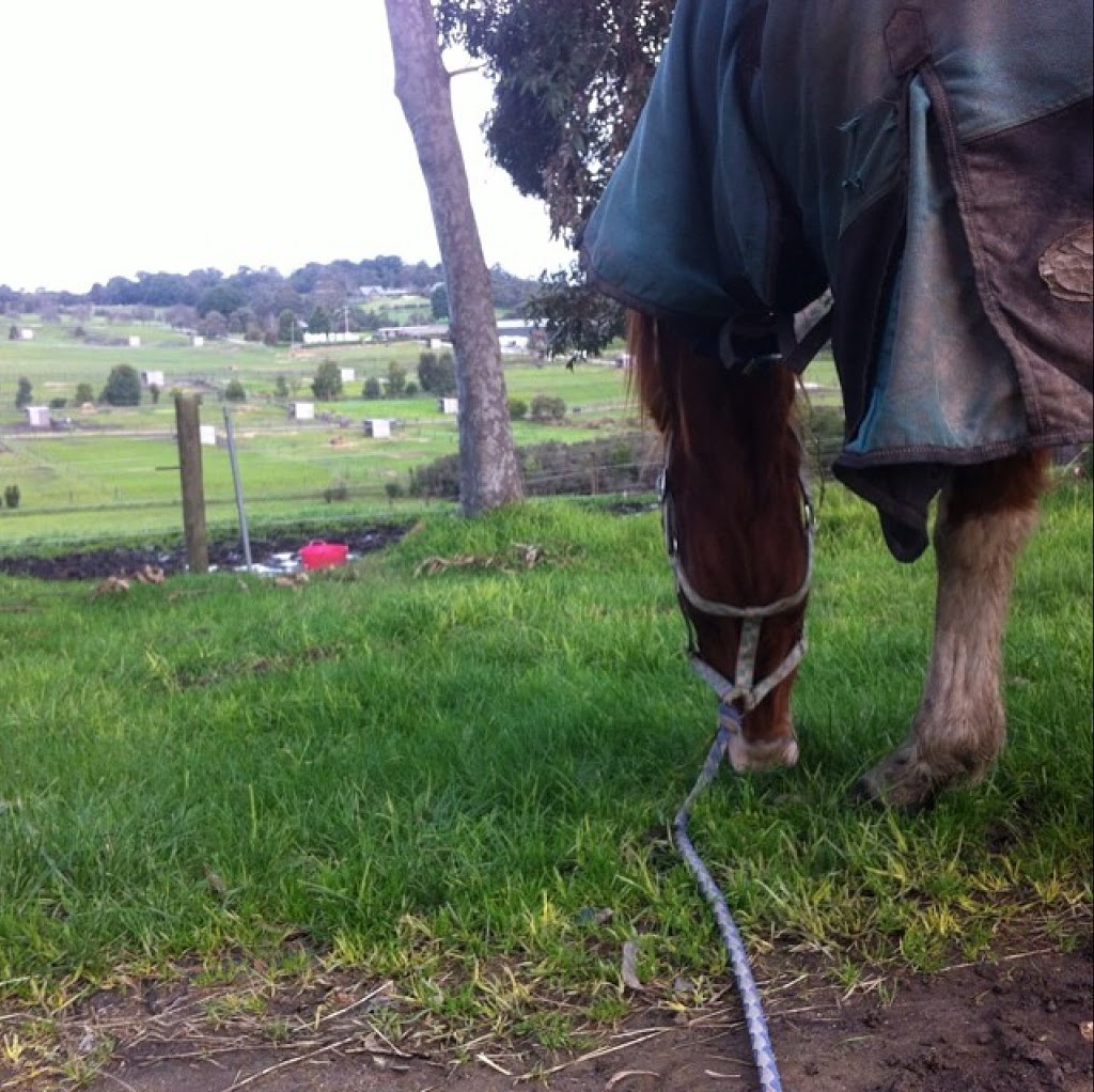 Victorian Equestrian Centre | 76 Beaconsfield-Emerald Rd, Beaconsfield Upper VIC 3808, Australia | Phone: (03) 5944 3751