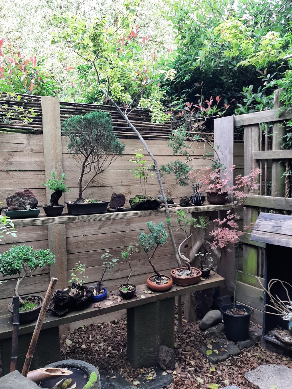 Mt Macedon Bonsai Nursery | 4 Cheniston Rd, Mount Macedon VIC 3441, Australia | Phone: 0407 512 234